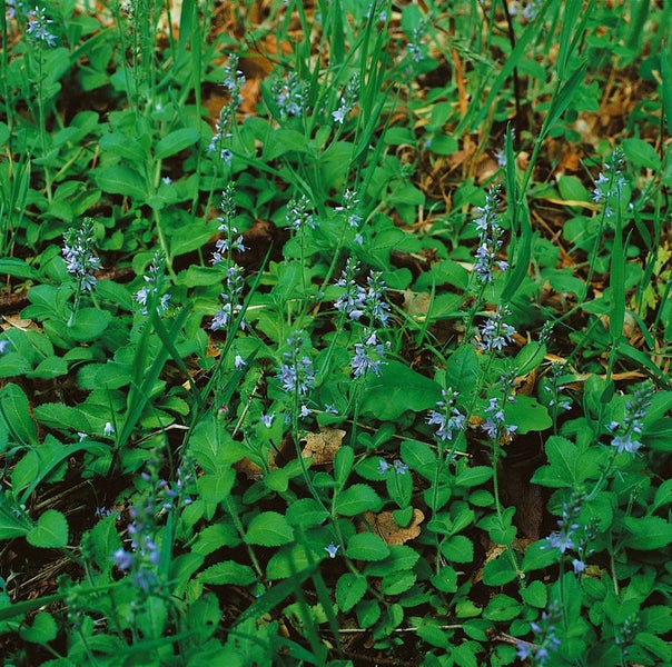 Veronica officinalis, Echte Ehrenpreis, ca. 9x9 cm Topf, bodendeckend