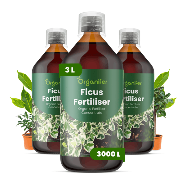 Organifer Ficus Dünger organisches Düngerkonzentrat für Ficus-Pflanzen, 3 Liter Flasche ergibt 3000 Liter.