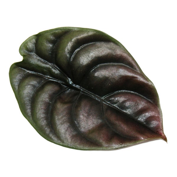 Alocasia Cuprea Blatt mit metallischem Glanz und tiefen Blattadern.