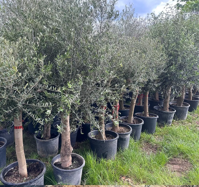 Olivenbaum im Topf, circa 150 cm hoch