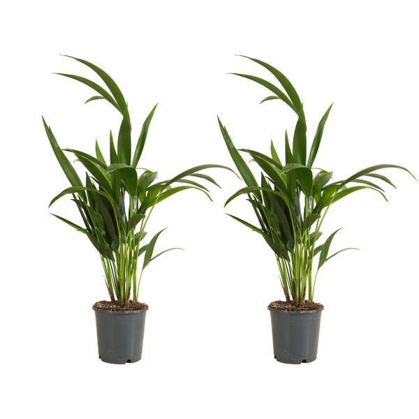 Bloomique - 2er Set - Howea Forsteriana - Kentiapalme - Zimmerpflanzen - Luftreinigend - Haustierfreundlich - 40-60 cm hoch - Topf 13 cm