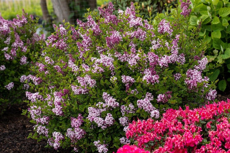 Syringa meyeri 'Palibin', Zwergflieder, lila Blüten, 80 cm Stammhöhe