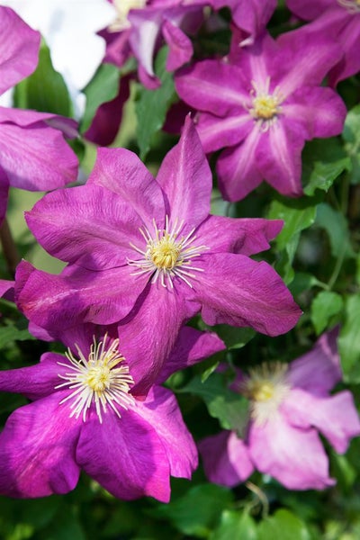 Clematis Hybride 'Sunset', Waldrebe, rotviolett, 60–100 cm