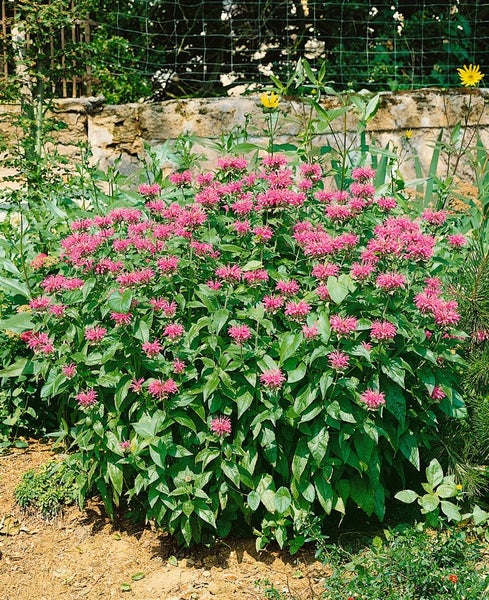 Monarda fistulosa 'Croftway Pink', Indianernessel, rosa, ca. 11x11 cm Topf