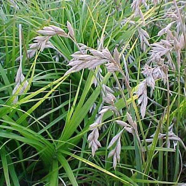 Detailaufnahme von Rasen-Schmiele im Gras