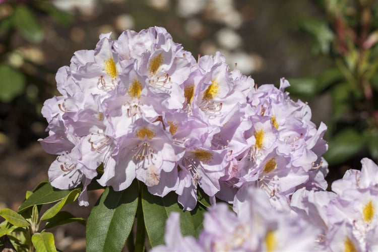 Rhododendron Hybr. 'Genoveva', Rhododendron, 30–40 cm