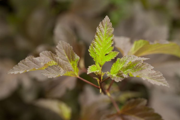 Physocarpus opulifolius 'Diabolo' -R-, Blasenspiere, dunkelrot, 40–60 cm