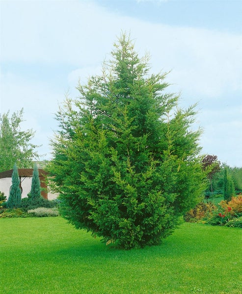 Juniperus virginiana 'Canaertii', Virginischer Wacholder, 60–80 cm