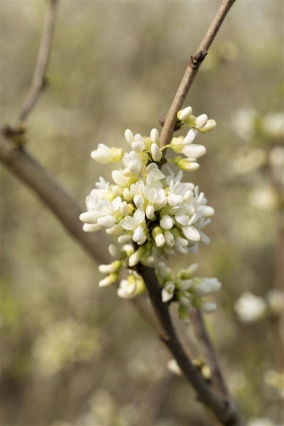 Cercis chinensis 'Shirobana', Judasbaum, weiß-rosa Blüten, 60–80 cm