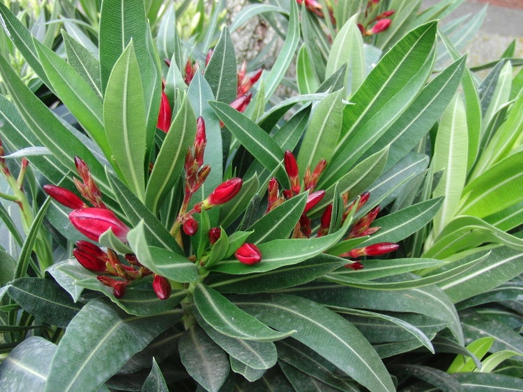 Oleander 80 - 90 cm Busch Nerium Rosenlorbeer Premium rot, rosa oder weiß
