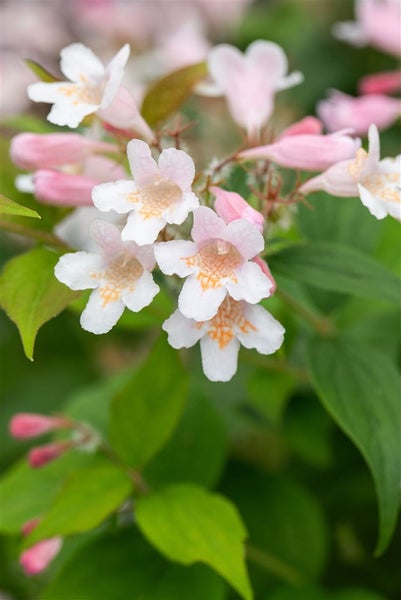 Kolkwitzia amabilis, Kolkwitzie, rosa Blüten, 60–100 cm
