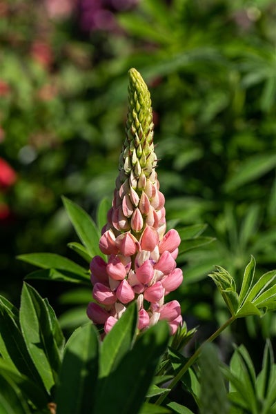 Lupinus polyphyllus 'Schlossfrau', Lupine, rosa, ca. 11x11 cm Topf
