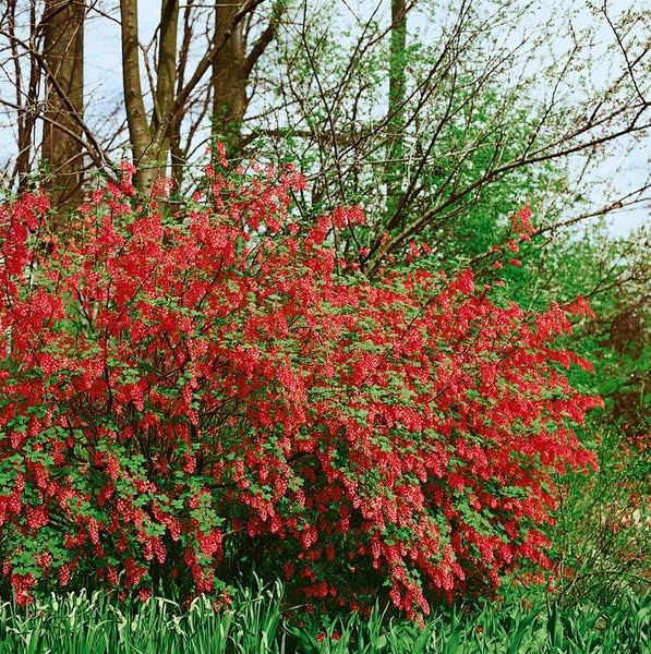 Ribes sanguineum 'King Edward VII', Blutjohannisbeere, rot, 100–150 cm