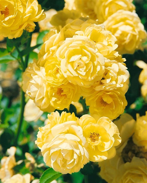 Rosa 'Golden Border', gelb, ca. 3-5 Liter Container