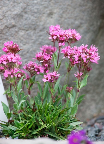 Lychnis alpina, Alpen-Leimkraut, rosa Blüten, ca. 9x9 cm Topf