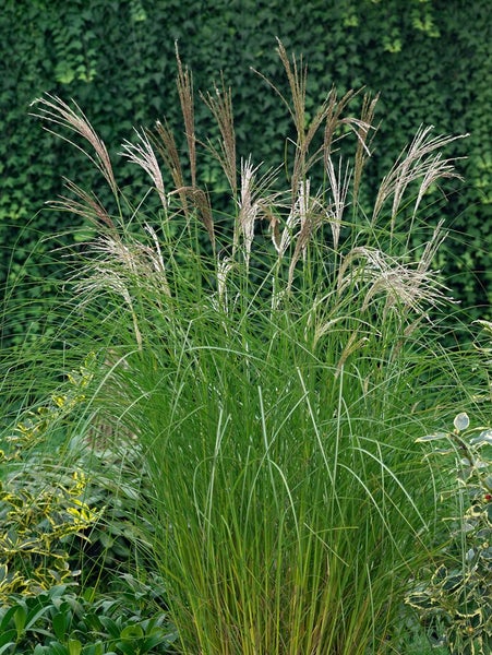Miscanthus sinensis 'Kleine Silberspinne', Chinaschilf, 3-5 Liter Container
