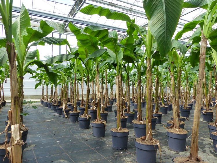 Bananenpflanzen Musa in Töpfen, angeordnet in Reihen in einem hellen Gewächshaus.
