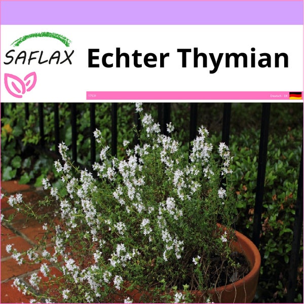 SAFLAX  - Echter Thymian - Thymus vulgaris - 200 Samen