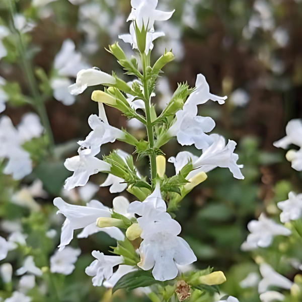 Nahaufnahme einer blühenden Pflanze mit weißen Blüten