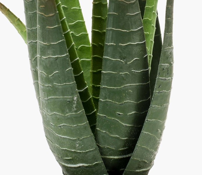 Pflanztopf aus Terrakotta mit rustikaler Oberfläche und einer Pflanze.