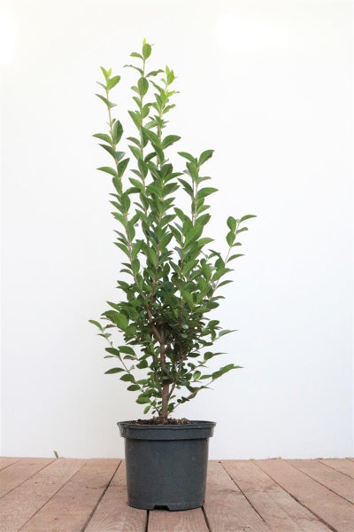 Ligustrum ovalifolium, Ovalblättriger Liguster, 80–100 cm