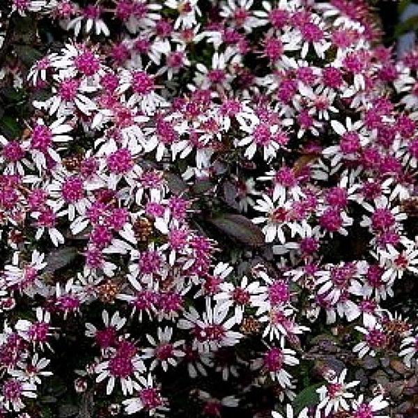 Nahaufnahme von Kissenastern-Blüten