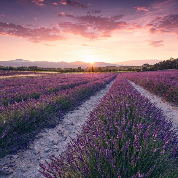 Lavendelfeld bei Sonnenuntergang mit Blick auf die Berge