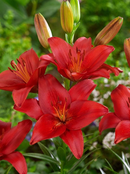 Nahaufnahme von roten Lilienblüten im Garten.