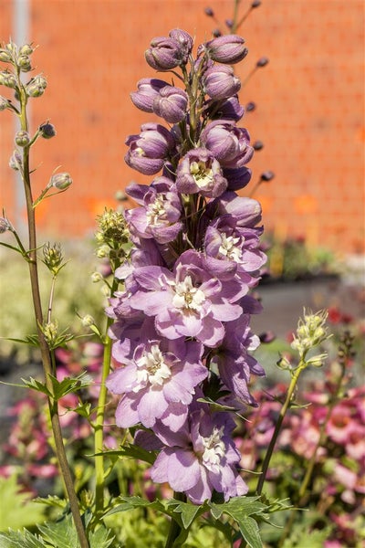 Delphinium 'Delphina Rose White Bee', Rittersporn, zweifarbig, 2 Liter Topf