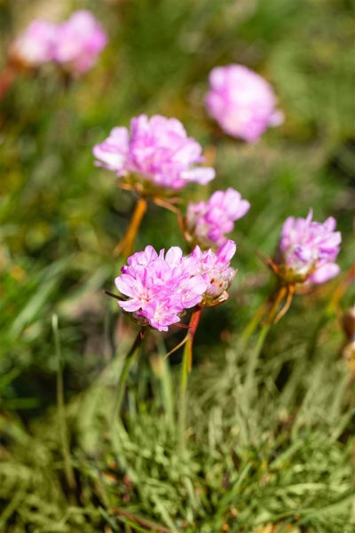 Armeria juniperifolia 'Röschen', Grasnelke, rosa, ca. 9x9 cm Topf