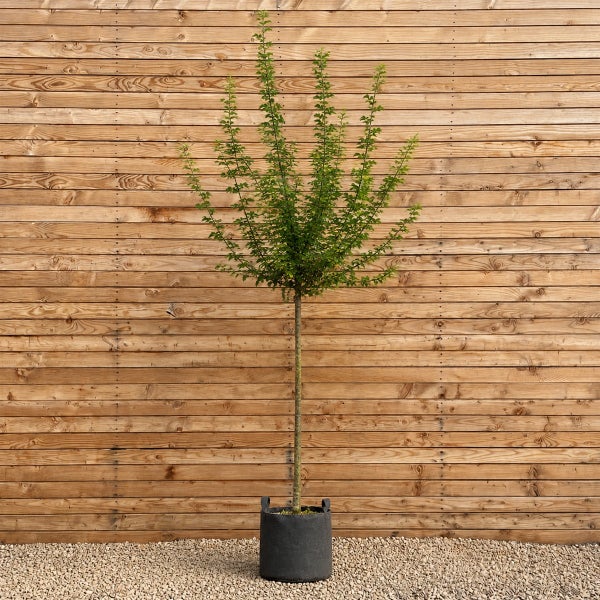 Ein hochstämmiger Baum in einem Pflanzkübel vor einer Holzfassade.