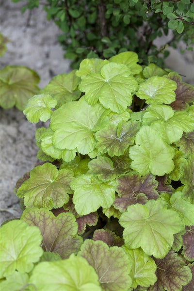Heucherella 'Bridget Bloom', rosa Blüten, ca. 9x9 cm Topf