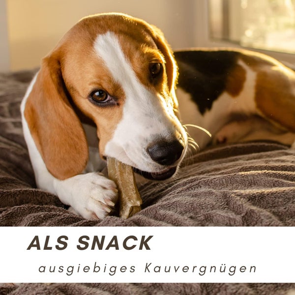 Beagle kaut auf einem Kauartikel als Snack