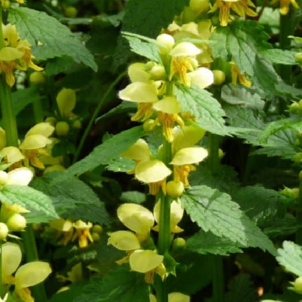 Gelbe Taubnessel Pflanze mit grünen Blättern