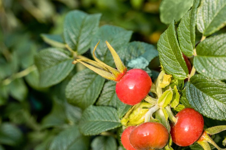 Rosa rugosa, Apfelrose, 40–60 cm, duftend