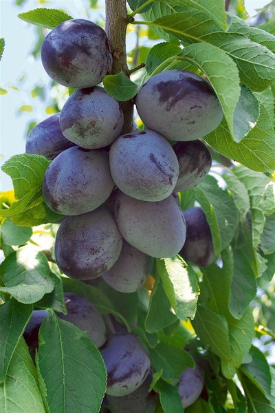 Prunus domestica 'Zwergobst', Terrassenobst, 40 cm Stammhöhe