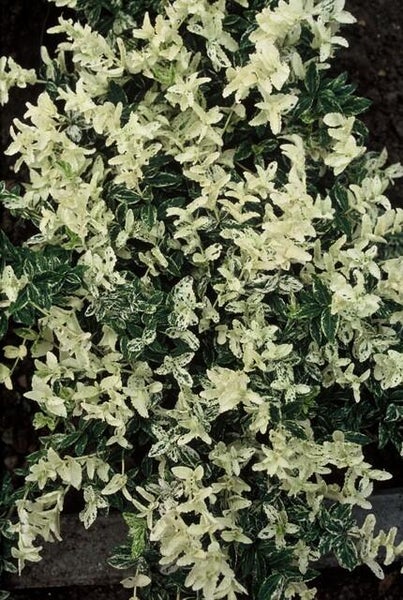 Bodendecker - Kriechspindel - Euonymus fortunei 'Harlequin' - 9cm Topf - Set mit 12 Pflanzen