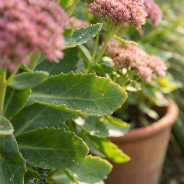 Blühende Fetthenne Sedum mit fleischigen grünen Blättern und rosa Blütenständen im Terrakottatopf.