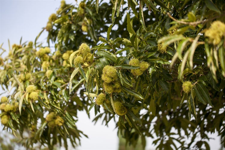 Castanea sativa, Esskastanie, 80–100 cm