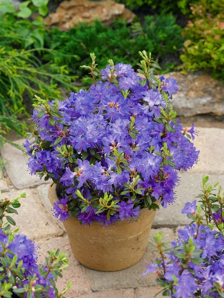 Rhododendron impeditum 'Saint Merryn', Zwerg-Rhododendron, blauviolett, 15–20 cm