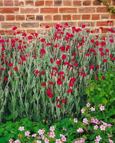 Garten mit rotem Leimkraut und rosa Storchschnabel vor einer Ziegelmauer