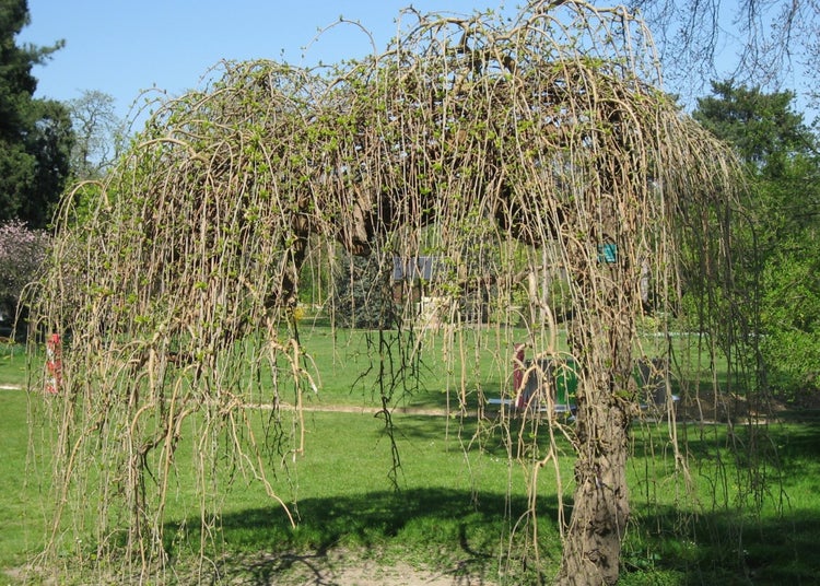 SAFLAX Garden to go - Weißer Maulbeerbaum - Morus alba - 200 Samen - Mit Topf, Klima - Deckel und Anzuchtsubstrat