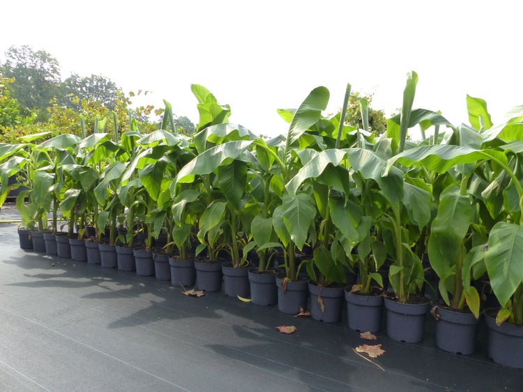 Bananenstaude Banane Musa Basjoo 120 - 150 cm winterhart Staude japanische Faserbanane