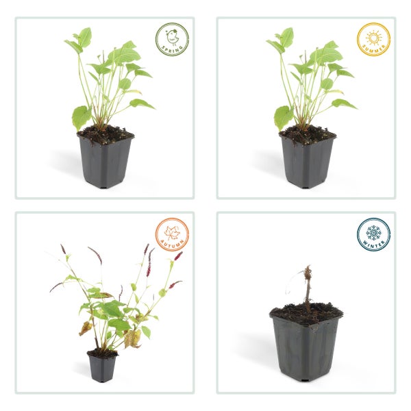 Vier Jahreszeiten eines Kerzen-Knöterichs im Topf: Austrieb im Frühjahr, volles Laub im Sommer, rote Blüten im Herbst und Ruhephase im Winter.