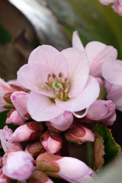 Bergenia cordifolia 'Biedermeier', Riesensteinbrech, rosa, ca. 11x11 cm Topf