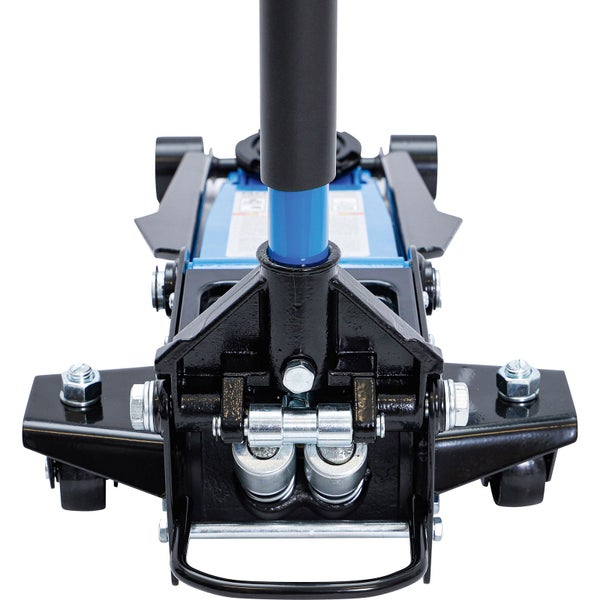 Felsenbirne mit weißen Blüten und grünen Blättern.