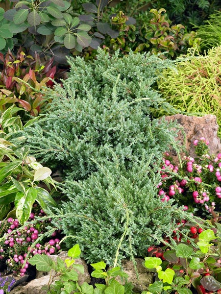 Juniperus squamata 'Holger', Blauer Zwergwacholder, 50–60 cm