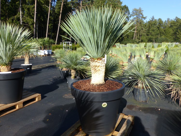 Yucca Rostrata 175 cm, Stamm 42 cm Im Pflanzkübel Ø80 cm schwarz winterhart