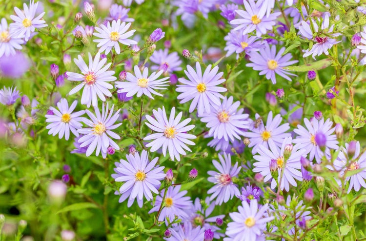 Aster cordifolius 'Little Carlow', Herz-Aster, lavendelblau, ca. 9x9 cm Topf