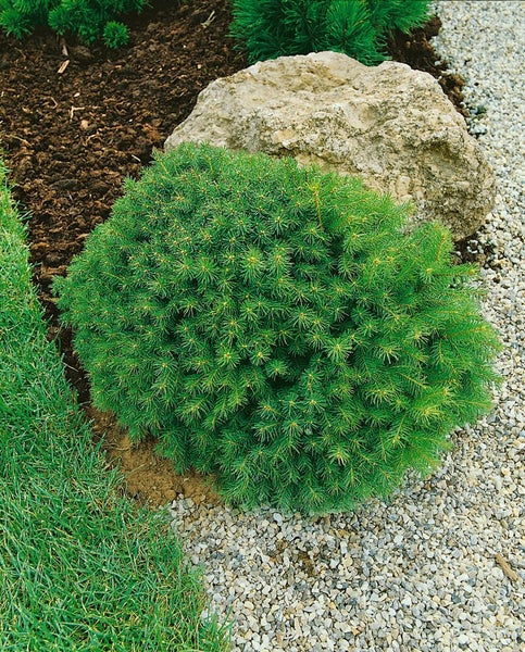 Kugelkiefer im Garten mit Steinen und Erde